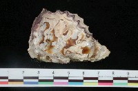 藏品(黑齒牡蠣)的圖片